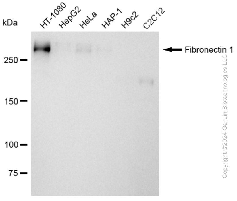KD-Validated Anti-Fibronectin 1 Rabbit Monoclonal Antibody ABG1658
