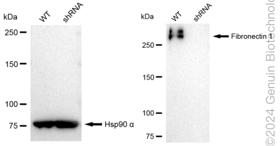 KD-Validated Anti-Fibronectin 1 Rabbit Monoclonal Antibody ABG1658