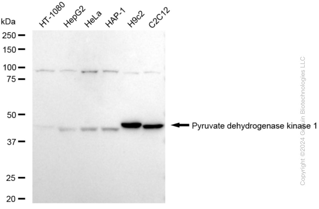 KD-Validated Anti-Pyruvate Dehydrogenase Kinase 1 Rabbit Monoclonal Antibody ABG1659