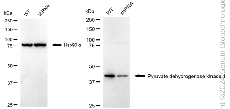 KD-Validated Anti-Pyruvate Dehydrogenase Kinase 1 Rabbit Monoclonal Antibody ABG1659