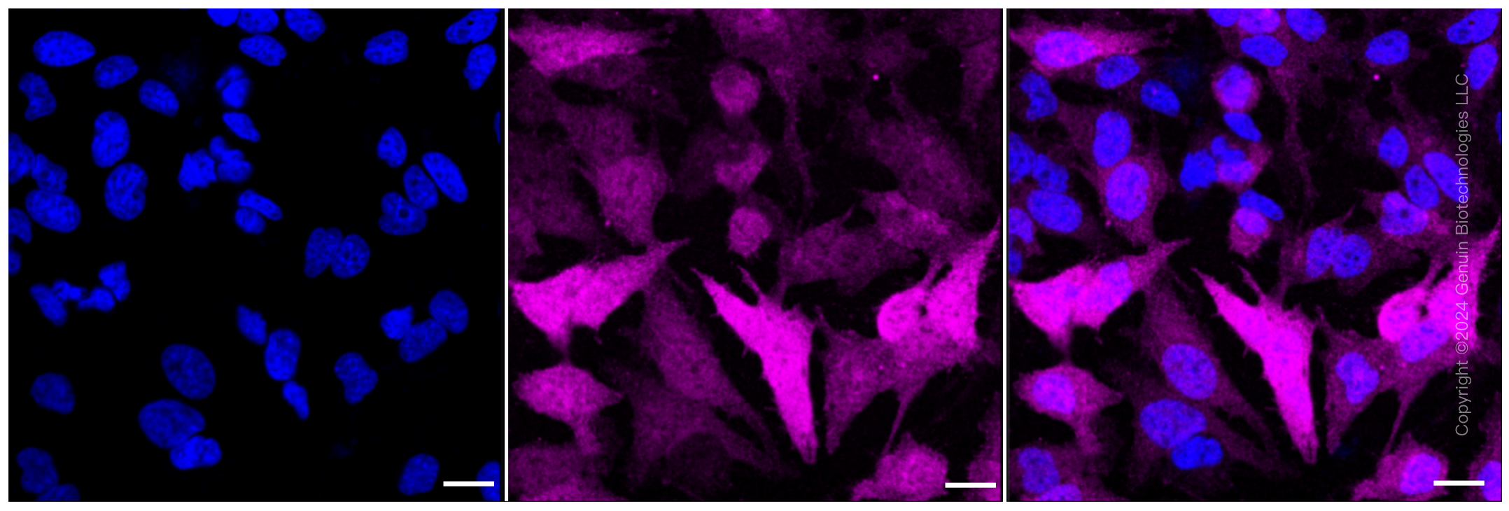 KD-Validated Anti-DNAJC12 Rabbit Monoclonal Antibody ABG1660