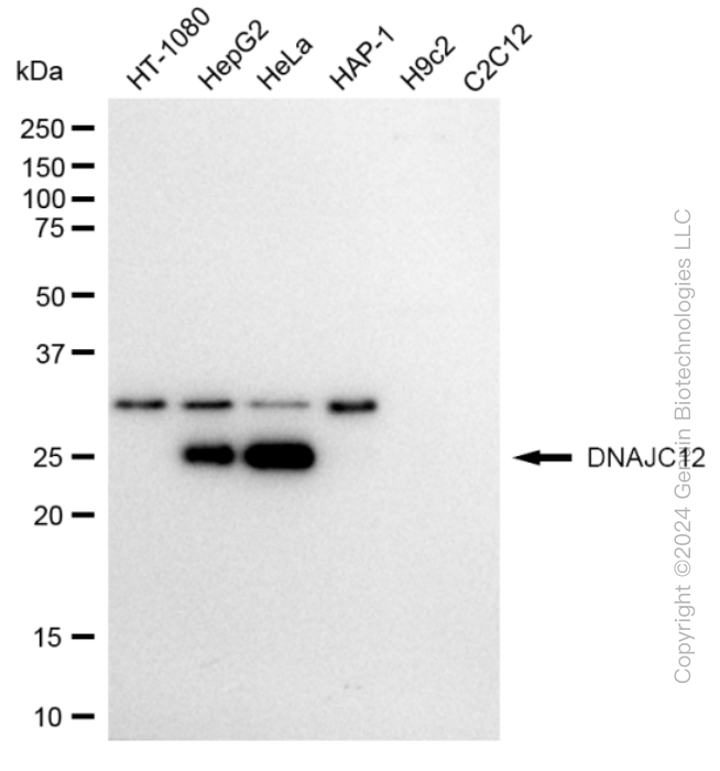 KD-Validated Anti-DNAJC12 Rabbit Monoclonal Antibody ABG1660