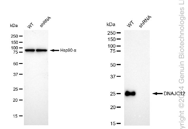 KD-Validated Anti-DNAJC12 Rabbit Monoclonal Antibody ABG1660