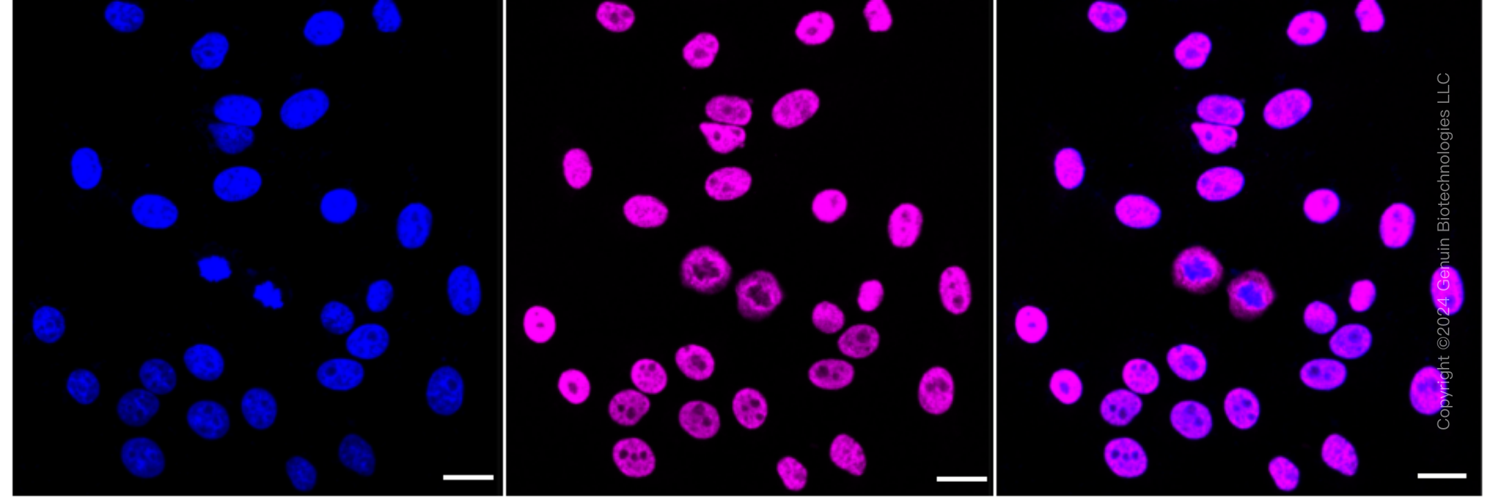 KD-Validated Anti-SFPQ Rabbit Monoclonal Antibody ABG1662