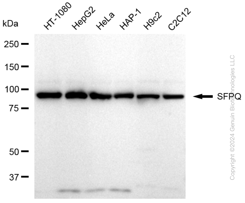 KD-Validated Anti-SFPQ Rabbit Monoclonal Antibody ABG1662