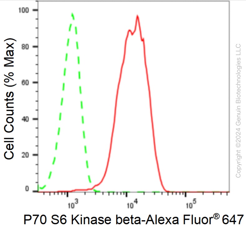 KD-Validated Anti-Ribosomal Protein S6 Kinase B2 Rabbit Monoclonal Antibody ABG1663