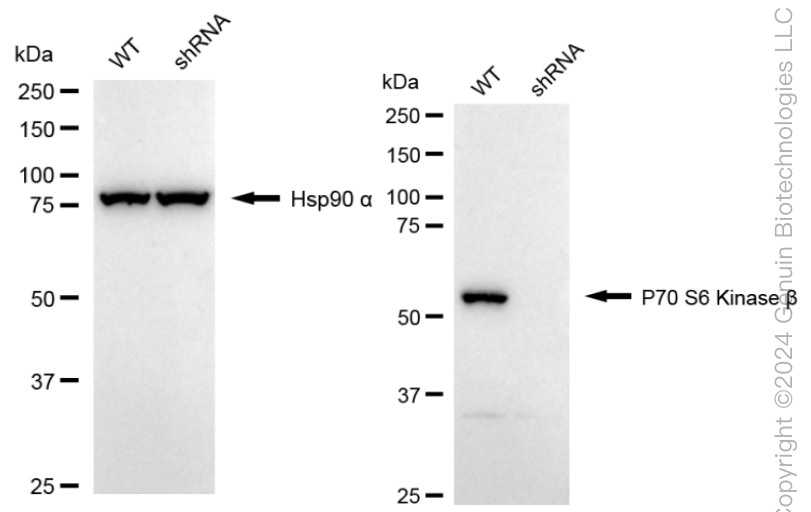 KD-Validated Anti-Ribosomal Protein S6 Kinase B2 Rabbit Monoclonal Antibody ABG1663