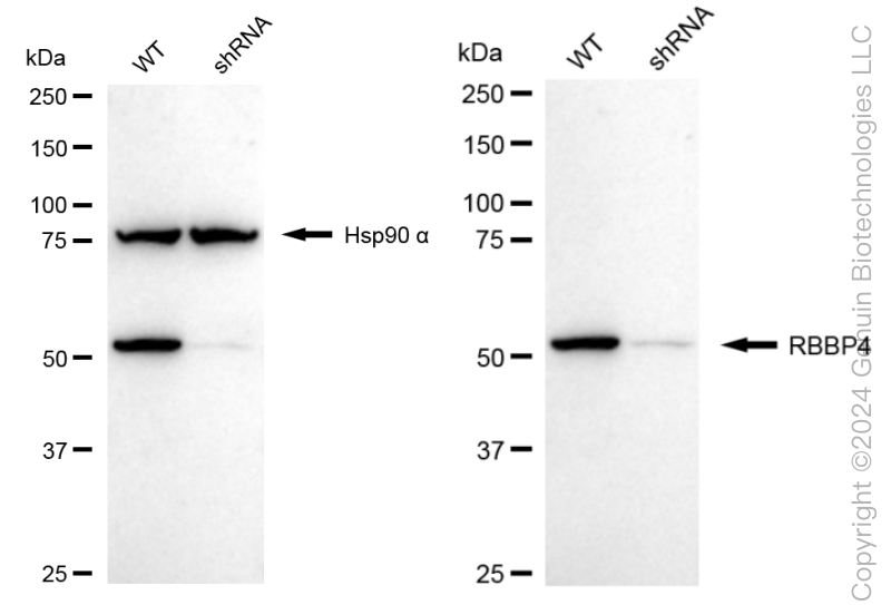 KD-Validated Anti-RBBP4 Rabbit Monoclonal Antibody ABG1664