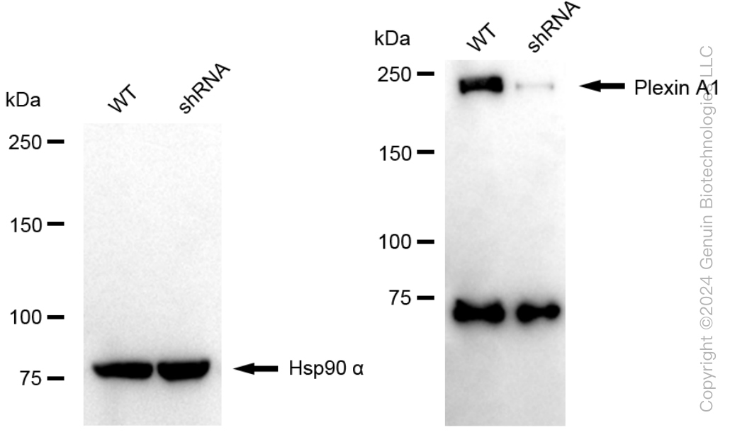 KD-Validated Anti-Plexin A1 Rabbit Monoclonal Antibody ABG1665
