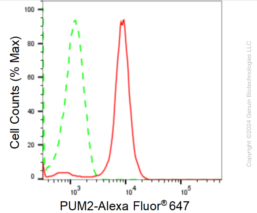 KD-Validated Anti-PUM2 Rabbit Monoclonal Antibody ABG1666