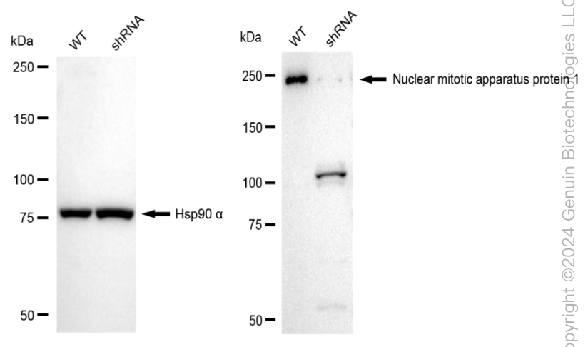 KD-Validated Anti-PUM2 Rabbit Monoclonal Antibody ABG1666