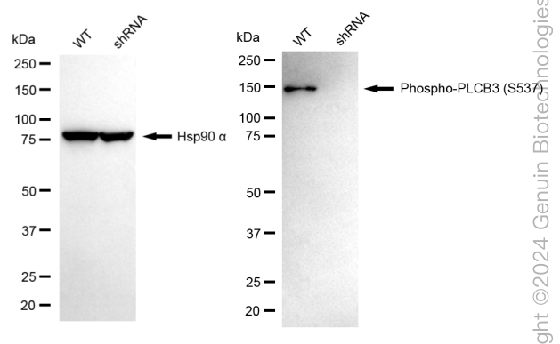 KD-Validated Anti-Phospho-PLCB3 (S537) Rabbit Monoclonal Antibody ABG1667