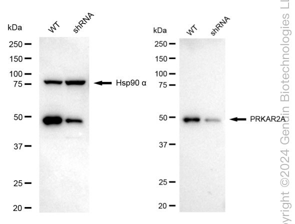KD-Validated Anti-PRKAR2A Rabbit Monoclonal Antibody ABG1668