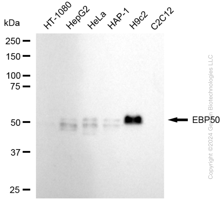 KD-Validated Anti-NHERF1 Rabbit Monoclonal Antibody ABG1669