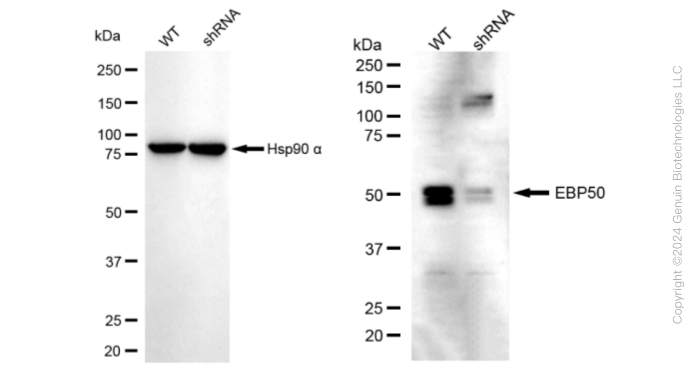 KD-Validated Anti-NHERF1 Rabbit Monoclonal Antibody ABG1669