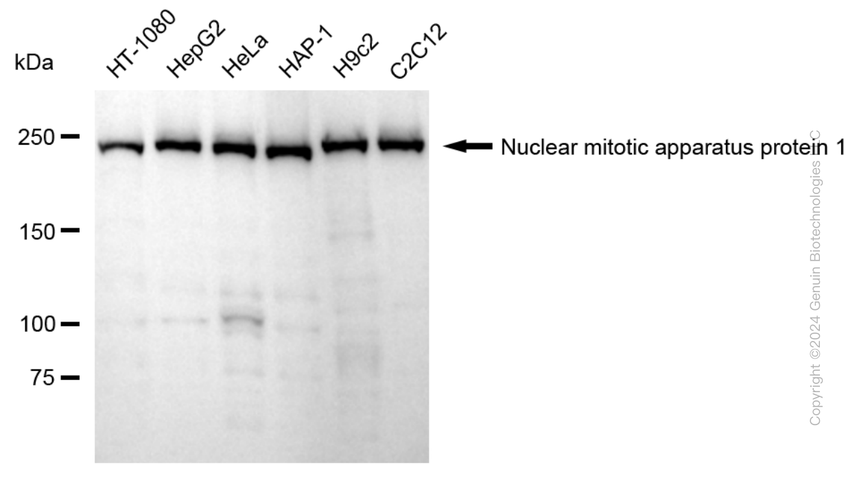 KD-Validated Anti-Nuclear Mitotic Apparatus Protein 1 Rabbit Monoclonal Antibody ABG1670