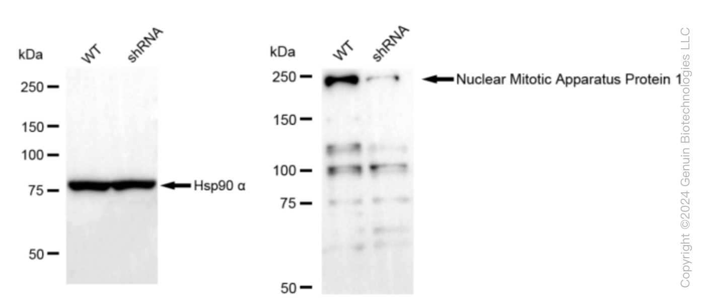 KD-Validated Anti-Nuclear Mitotic Apparatus Protein 1 Rabbit Monoclonal Antibody ABG1670