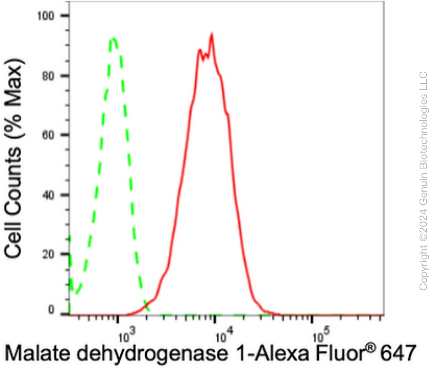 KD-Validated Anti-Malate Dehydrogenase 1 Rabbit Monoclonal Antibody ABG1671
