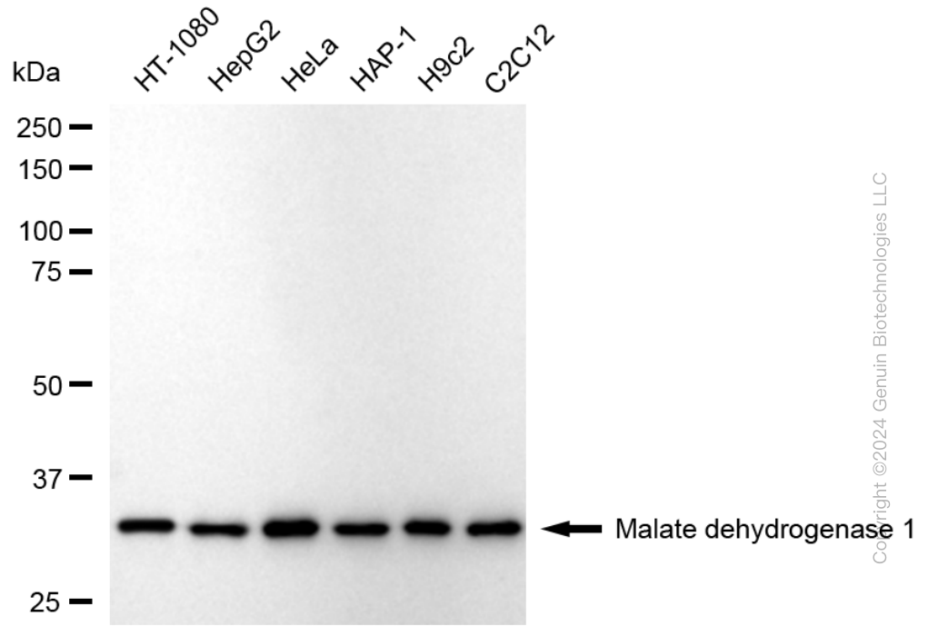 KD-Validated Anti-Malate Dehydrogenase 1 Rabbit Monoclonal Antibody ABG1671