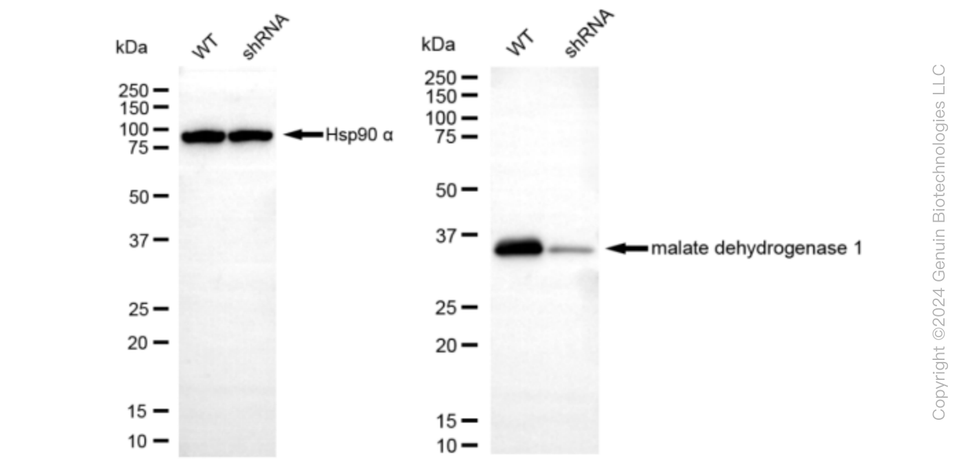 KD-Validated Anti-Malate Dehydrogenase 1 Rabbit Monoclonal Antibody ABG1671