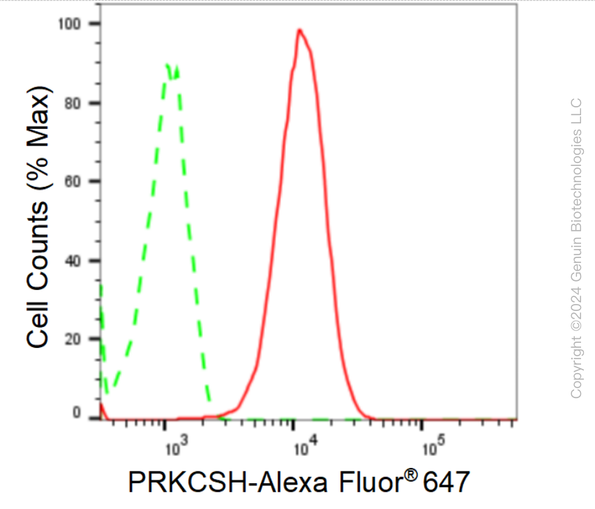 KD-Validated Anti-PRKCSH Rabbit Monoclonal Antibody ABG1673
