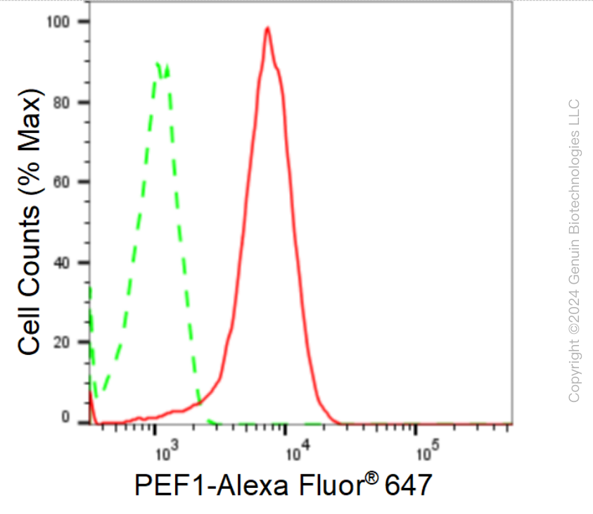 KD-Validated Anti-PEF1 Rabbit Monoclonal Antibody ABG1674