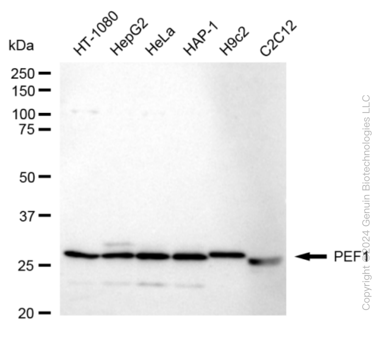 KD-Validated Anti-PEF1 Rabbit Monoclonal Antibody ABG1674