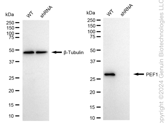 KD-Validated Anti-PEF1 Rabbit Monoclonal Antibody ABG1674