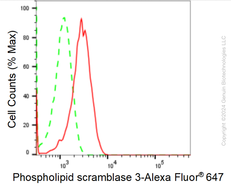 KD-Validated Anti-Phospholipid Scramblase 3 Rabbit Monoclonal Antibody ABG1675
