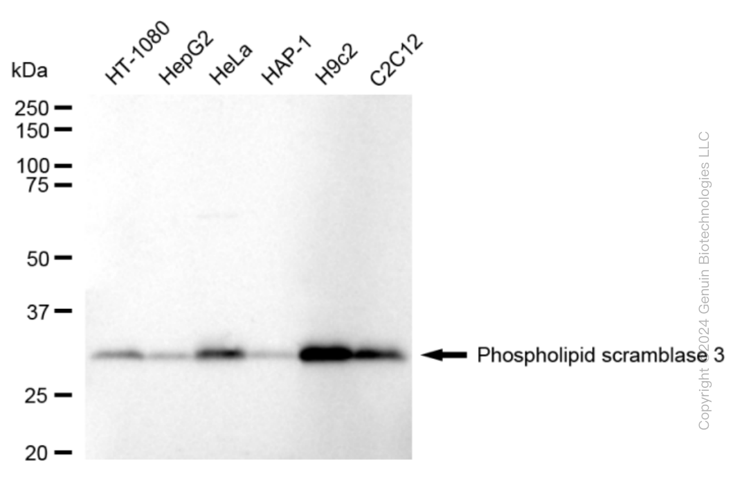 KD-Validated Anti-Phospholipid Scramblase 3 Rabbit Monoclonal Antibody ABG1675