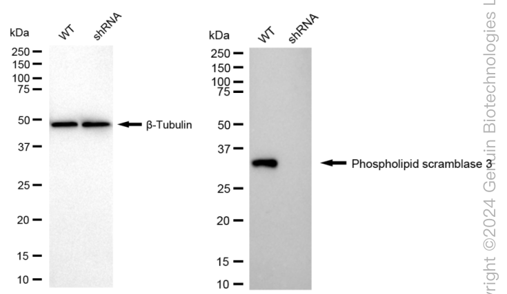 KD-Validated Anti-Phospholipid Scramblase 3 Rabbit Monoclonal Antibody ABG1675
