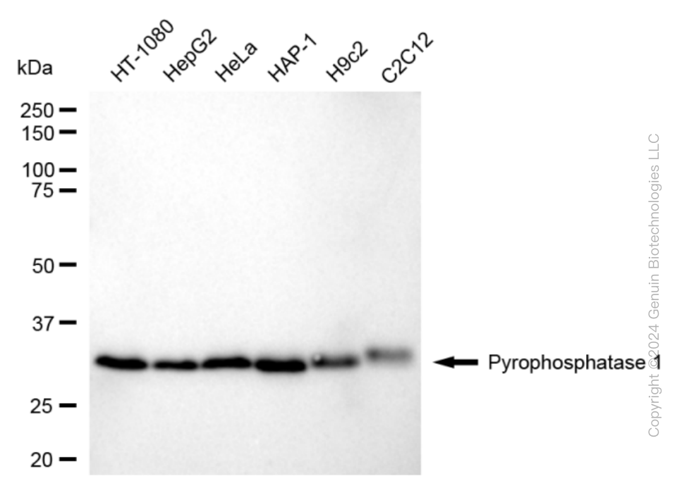 KD-Validated Anti-Inorganic Pyrophosphatase 1 Rabbit Monoclonal Antibody ABG1676