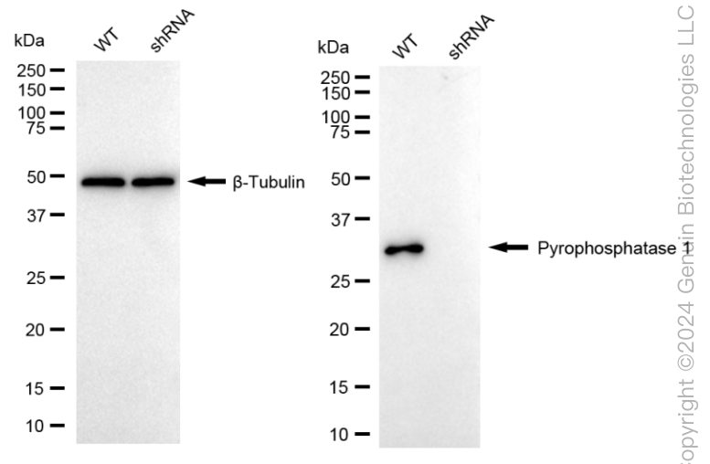 KD-Validated Anti-Inorganic Pyrophosphatase 1 Rabbit Monoclonal Antibody ABG1676