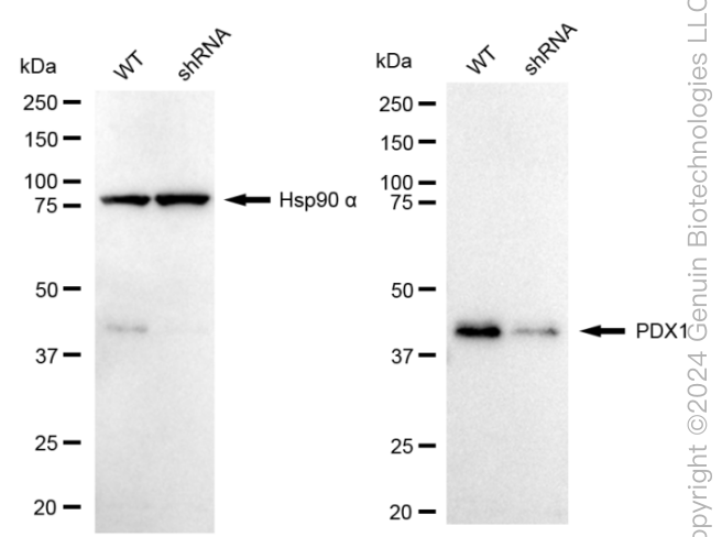 KD-Validated Anti-Pancreatic And Duodenal Homeobox 1 Rabbit Monoclonal Antibody ABG1677