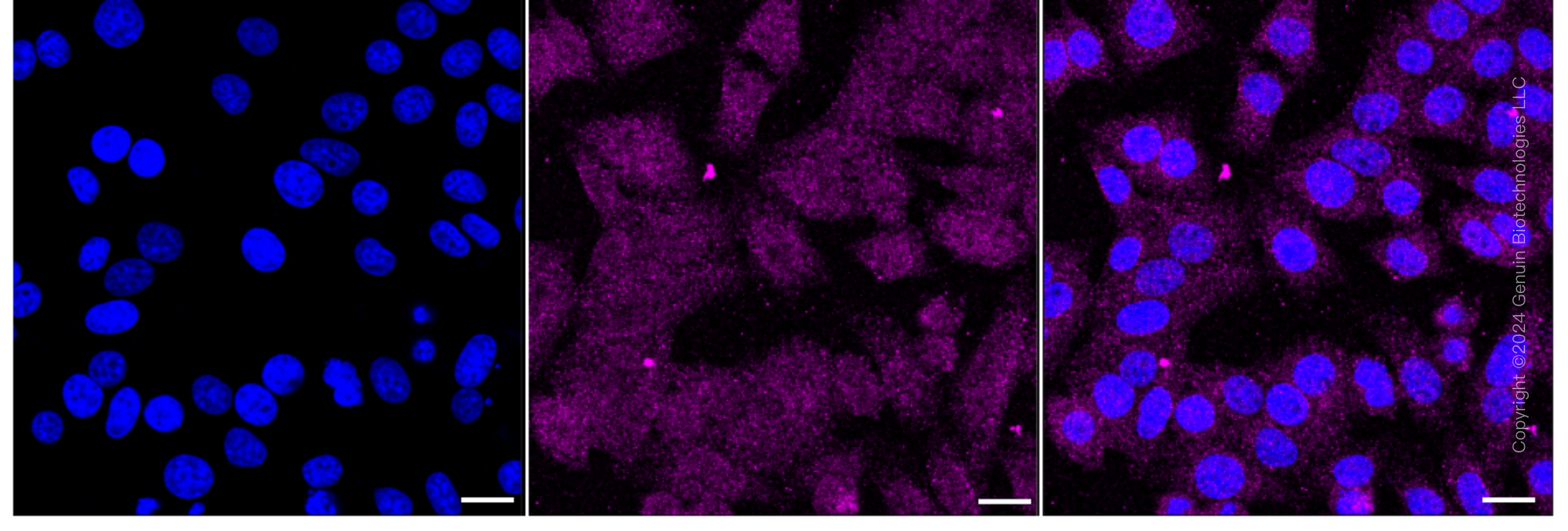 KD-Validated Anti-RAD21 Cohesin Complex Component Rabbit Monoclonal Antibody ABG1678