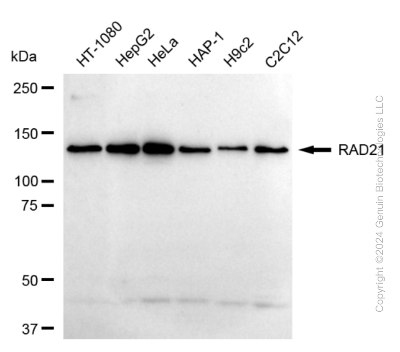 KD-Validated Anti-RAD21 Cohesin Complex Component Rabbit Monoclonal Antibody ABG1678