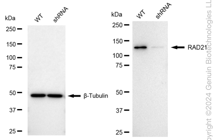 KD-Validated Anti-RAD21 Cohesin Complex Component Rabbit Monoclonal Antibody ABG1678