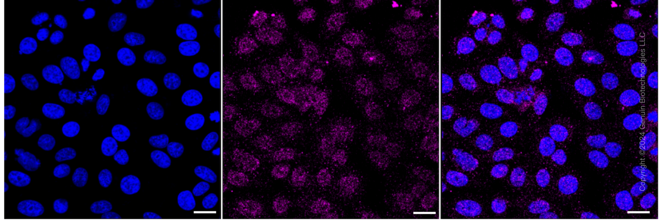 KD-Validated Anti-SCARB1 Rabbit Monoclonal Antibody ABG1679