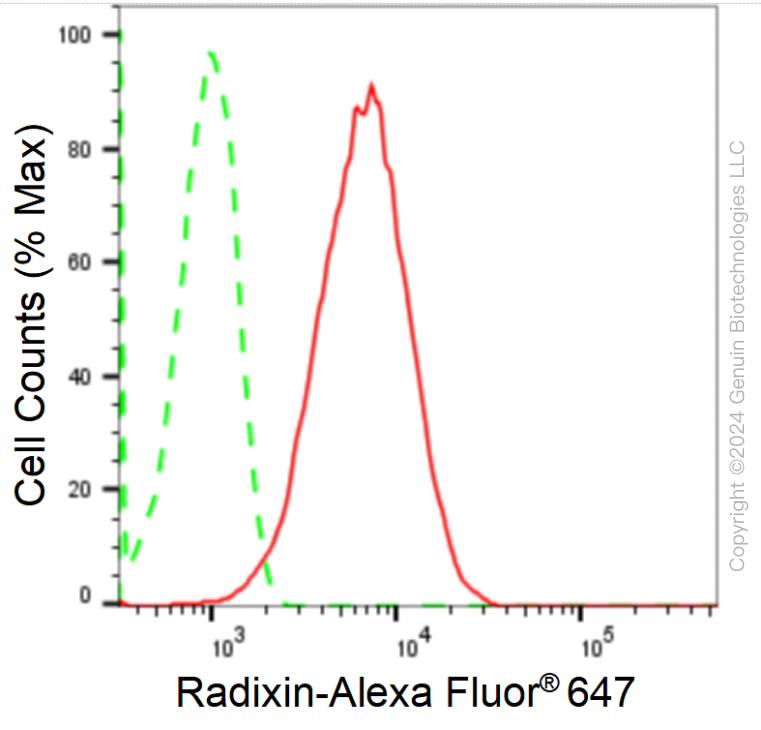 KD-Validated Anti-Radixin Rabbit Monoclonal Antibody ABG1680