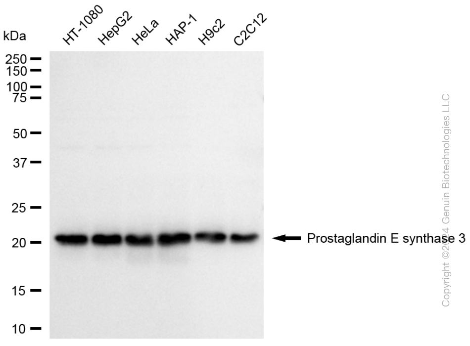 KD-Validated Anti-Prostaglandin E Synthase 3 Rabbit Monoclonal Antibody ABG1681