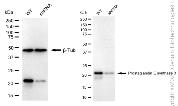 KD-Validated Anti-Prostaglandin E Synthase 3 Rabbit Monoclonal Antibody ABG1681