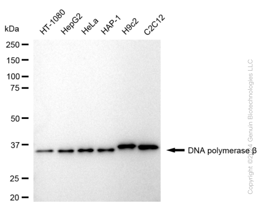 KD-Validated Anti-DNA Polymerase beta Rabbit Monoclonal Antibody ABG1682