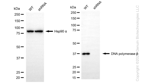 KD-Validated Anti-DNA Polymerase beta Rabbit Monoclonal Antibody ABG1682