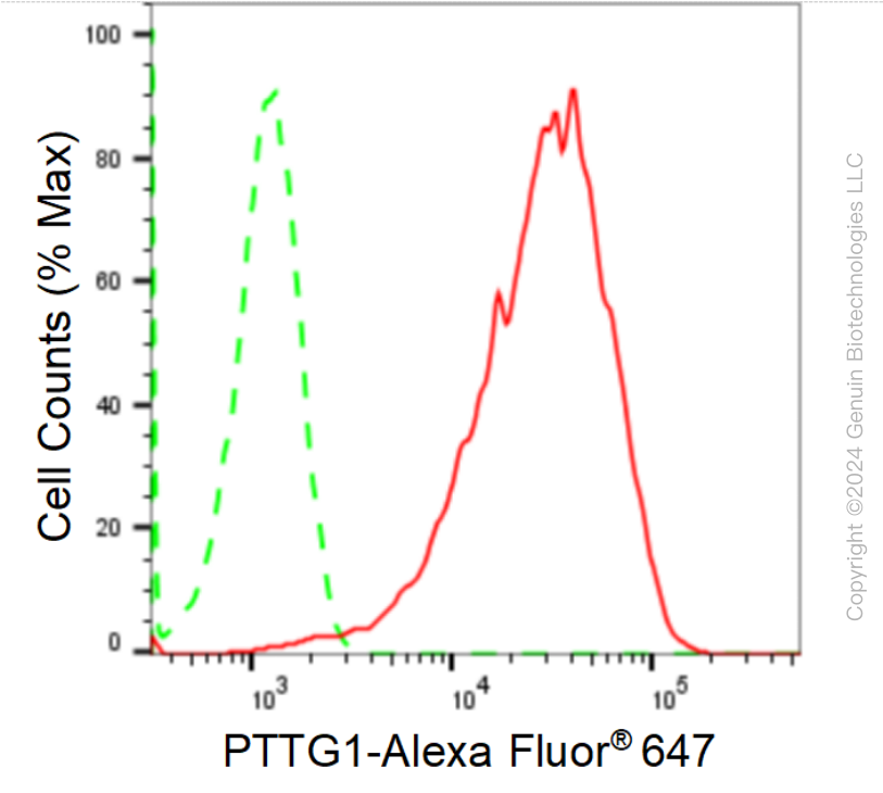 KD-Validated Anti-PTTG1 Rabbit Monoclonal Antibody ABG1683