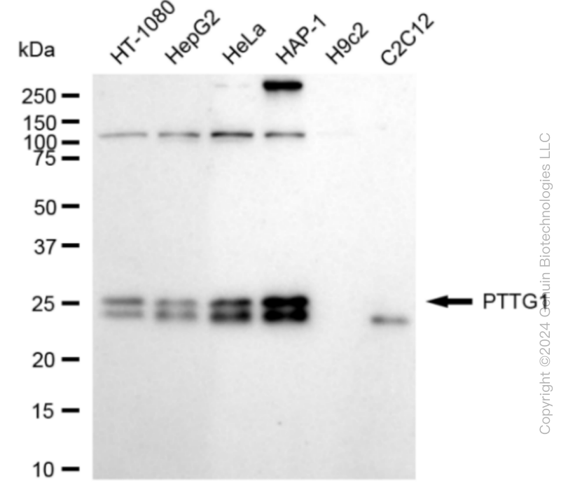 KD-Validated Anti-PTTG1 Rabbit Monoclonal Antibody ABG1683