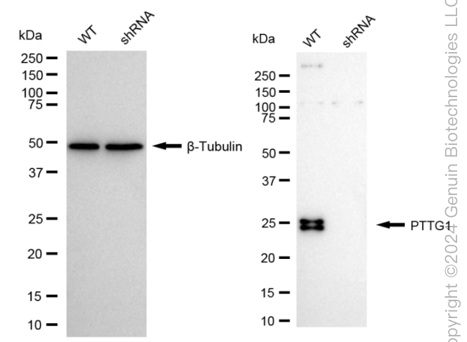 KD-Validated Anti-PTTG1 Rabbit Monoclonal Antibody ABG1683