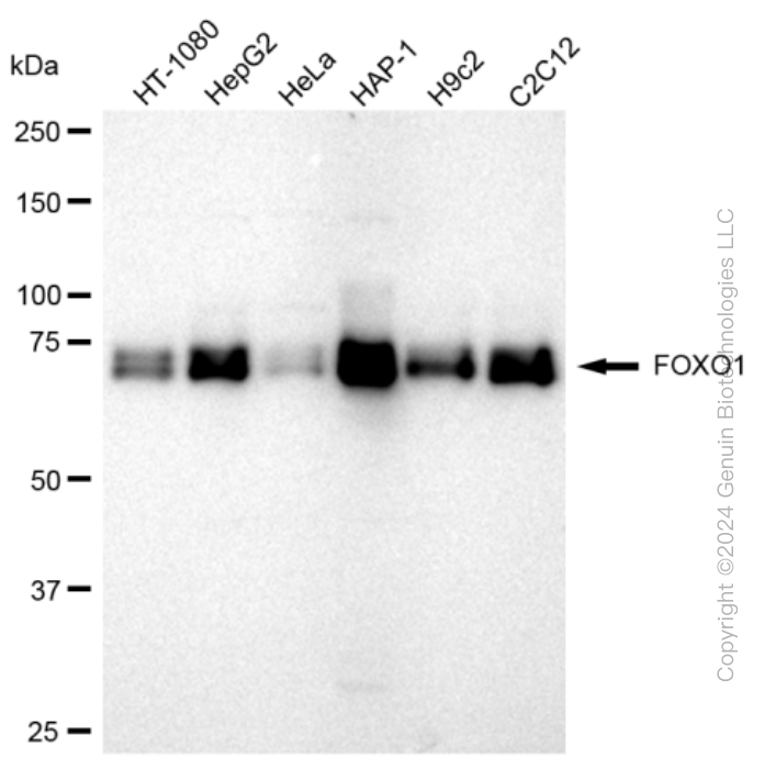 KD-Validated Anti-FOXO1 Rabbit Monoclonal Antibody ABG1684
