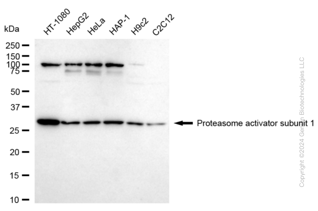KD-Validated Anti-Proteasome Activator Subunit 1 Rabbit Monoclonal Antibody ABG1685