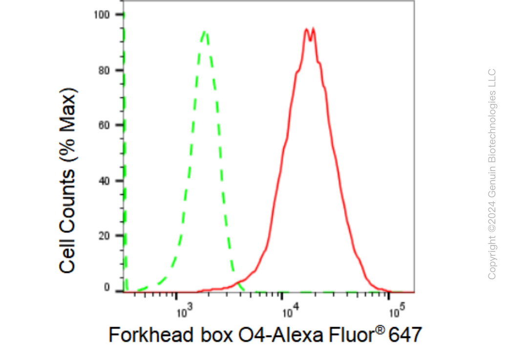 KD-Validated Anti-Forkhead box O4 Rabbit Monoclonal Antibody ABG1686