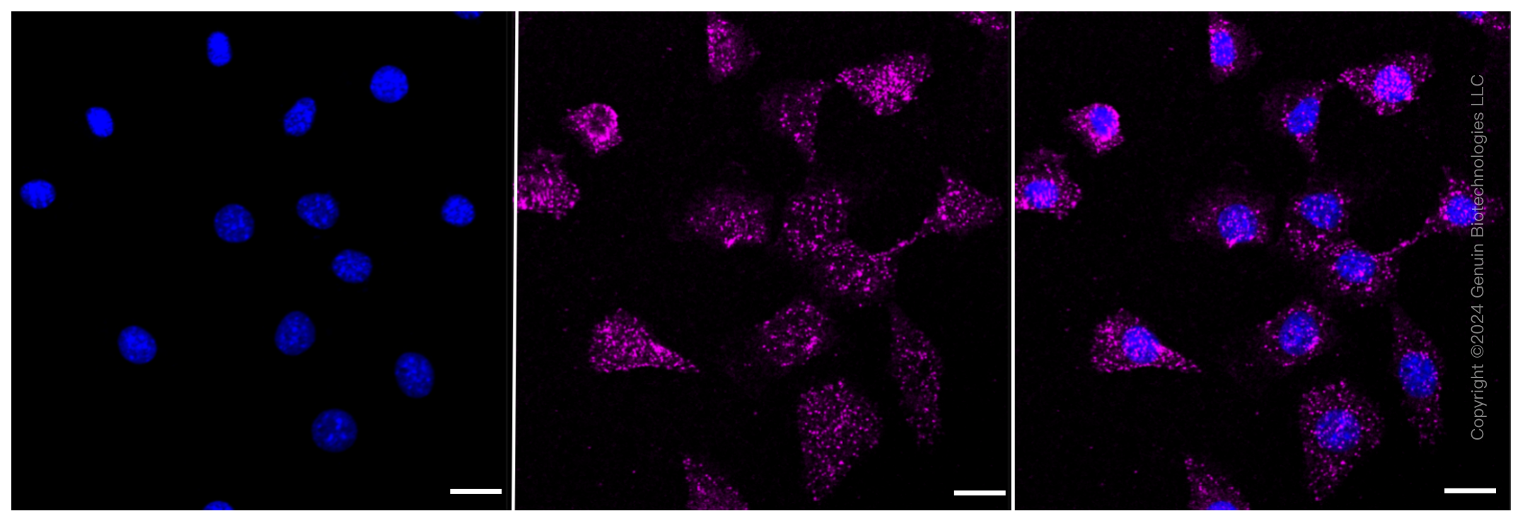 KD-Validated Anti-Forkhead box O4 Rabbit Monoclonal Antibody ABG1686